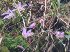 Pleione formosana