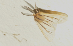 Acantharctia latifasciata