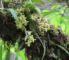 Thrixspermum laurisilvaticum