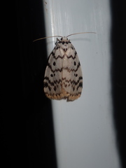 Hectobrocha pentacyma