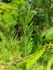 Dichrostachys