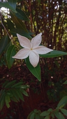 Mascarenhasia