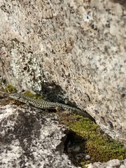 Podarcis guadarramae