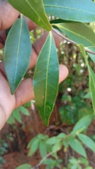Mascarenhasia