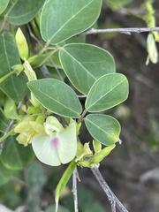 Macrotyloma axillare