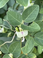 Macrotyloma axillare