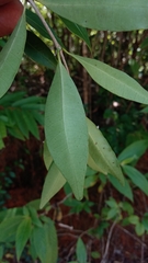 Mascarenhasia