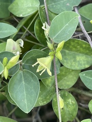 Macrotyloma axillare