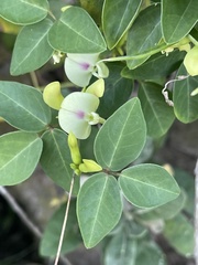 Macrotyloma axillare