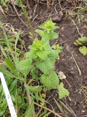 Stachys ocymastrum