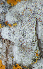 Lecanora hybocarpa