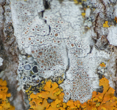 Lecanora hybocarpa