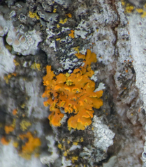 Xanthomendoza fallax
