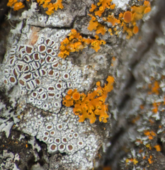 Lecanora hybocarpa
