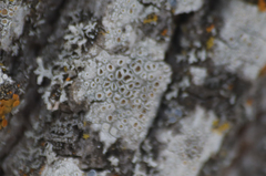 Lecanora hybocarpa