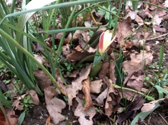 Tulipa clusiana