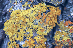 Xanthoria parietina