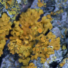 Xanthomendoza fallax