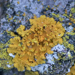 Xanthomendoza fallax