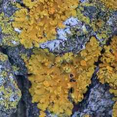 Xanthomendoza fallax