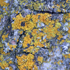 Xanthomendoza fallax