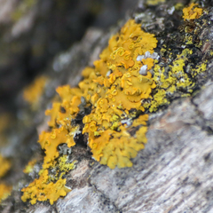 Xanthomendoza fallax