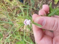 Misopates