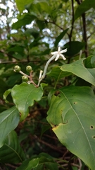 Chassalia princei