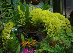 Grammatophyllum scriptum