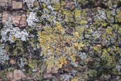 Xanthomendoza fallax