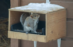 Sciurus carolinensis