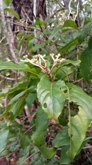 Chassalia princei