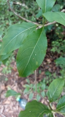 Chassalia princei