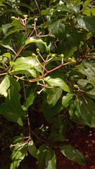 Chassalia princei