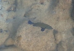 Cephalopholis formosa