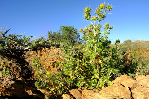 Berkheya spinosissima subsp. spinosissima image