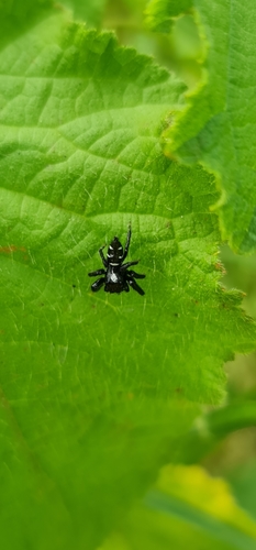 Echinussa praedatoria