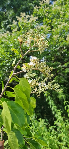 Hymenaea verrucosa observed 2022-03-12