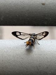 Synanthedon loranthi