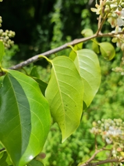 Hymenaea verrucosa image