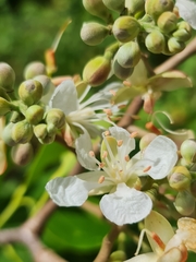 Hymenaea verrucosa image