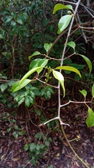 Salacia