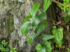 Disporum