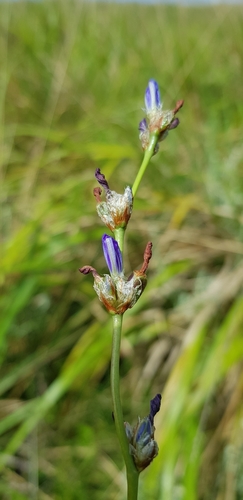 Image of Aristea torulosa by (c) Suvarna Parbhoo Mohan, some rights reserved (CC BY-SA)