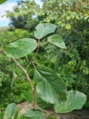 Ficus sycomorus image