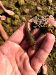Lepadogaster lepadogaster