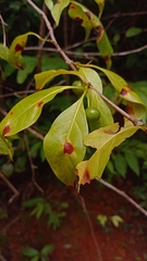 Rytigynia