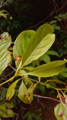 Rytigynia