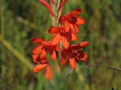Watsonia schlechteri