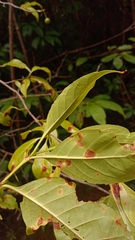 Rytigynia
